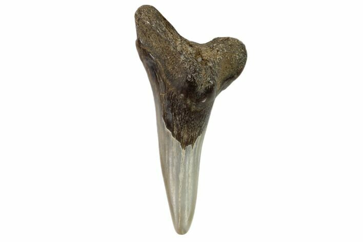 Hemipristis Shark Tooth Fossil - Virginia #102126